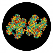 CRM197 mutant diphtheria toxin crystal structure 4AE1 as visualized using DNASTAR's Lasergene Protean 3D