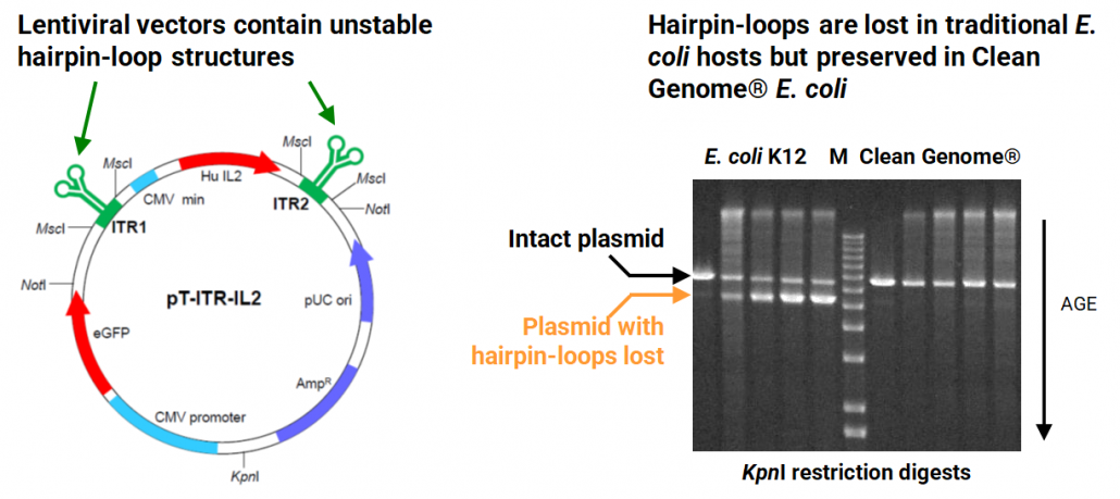 snapgene e coli snapgene e coli
